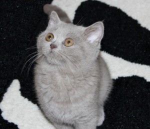 Британская кошка лилового окраса - Bella Elite British. Фото британец лиловый из  элитного питомника Elite British